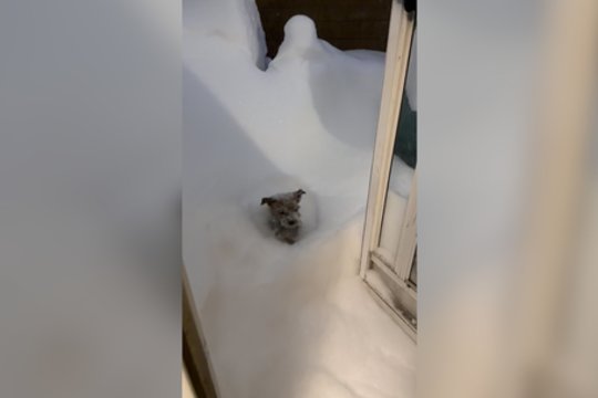 Gerokai už patį didesnės pusnys nesustabdė linksmybėms: keturkojis akimirksniu prasmego sniege