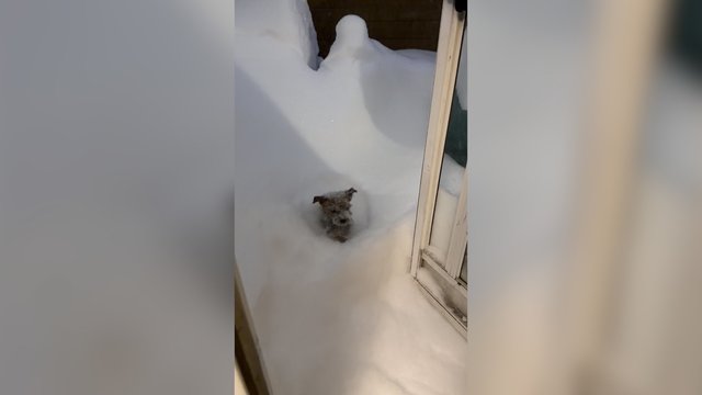 Gerokai už patį didesnės pusnys nesustabdė linksmybėms: keturkojis akimirksniu prasmego sniege