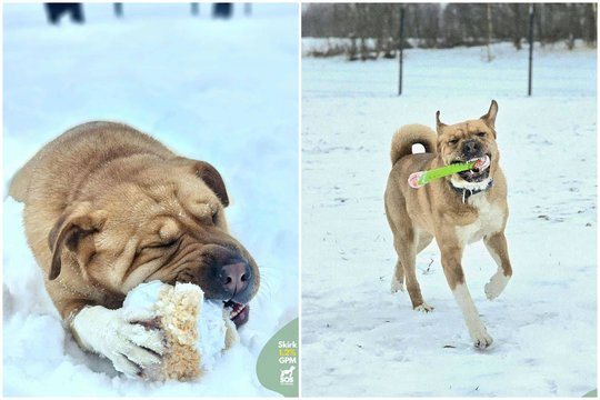Jauna ir kaprizinga stipruolė trokšta rasti patikimą žmogų: įspėja dėl kačių