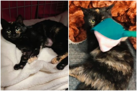 Vos kelių mėnesių nuostabi katytė išsiskiria savo mažumu: dievina dėmesį ir bučinius