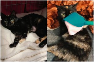 Vos kelių mėnesių nuostabi katytė išsiskiria savo mažumu: dievina dėmesį ir bučinius