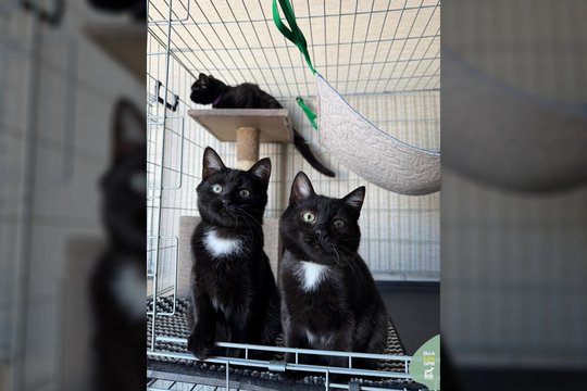 3 juodi ir meilūs kačiukai prašo meilės ir dėmesio: „Neleiskime šiems mažyliams užaugti prieglaudoje“