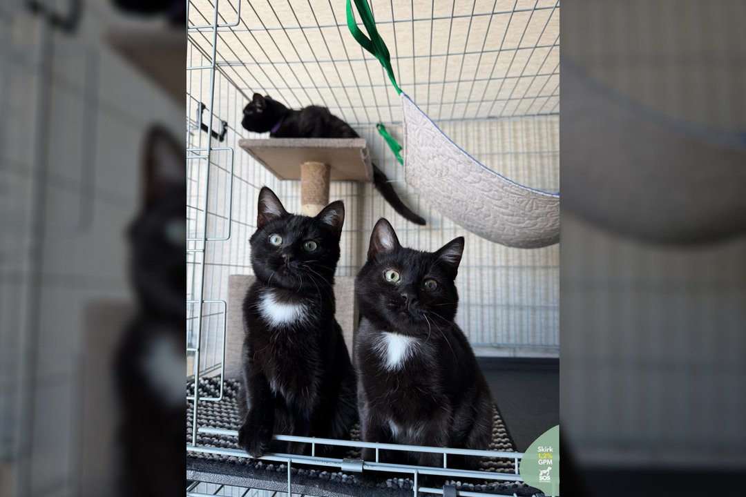 3 juodi ir meilūs kačiukai prašo meilės ir dėmesio: „Neleiskime šiems mažyliams užaugti prieglaudoje“