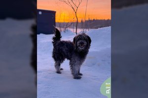 „Blusų pilnas veltinis“ virto mielu ir smagiu šuneliu, trokštančiu savo žmogaus