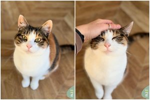 Po šeimininkės mirties niekam nereikalinga katė prašo namų: mėgsta bendrauti miauksėdama ir visur sekiodama