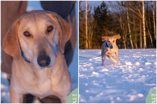„Jos namai buvo tiesiog kaimo pakelės, krūmynai“: žmones ir šunis mylinti šunė trokšta namų