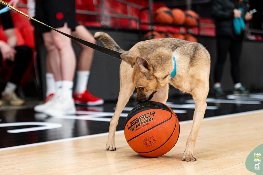 Kojos netekęs jaunas šunelis – tikras tornadas: pasižymi draugiškumu visiems ir protu