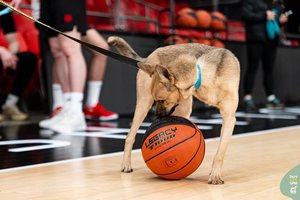 Kojos netekęs jaunas šunelis – tikras tornadas: pasižymi draugiškumu visiems ir protu