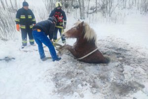 Pavojinga gelbėjimo operacija Žemaitijoje: arklys pakliuvo į mirtinus ledo spąstus