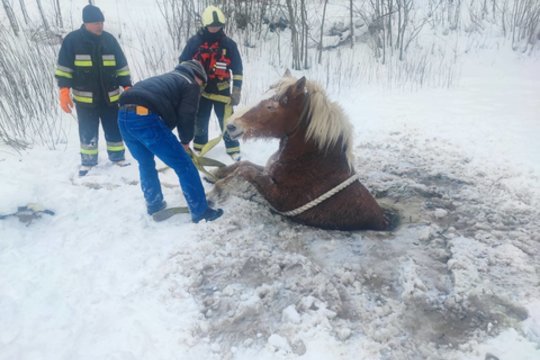 Pavojinga gelbėjimo operacija Žemaitijoje: arklys pakliuvo į mirtinus ledo spąstus