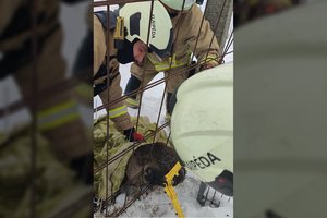 Į Klaipėdą užklydęs stirniukas pateko į tvoros spąstus