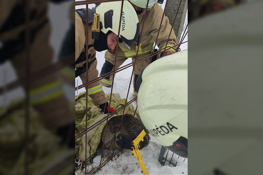 Į Klaipėdą užklydęs stirniukas pateko į tvoros spąstus