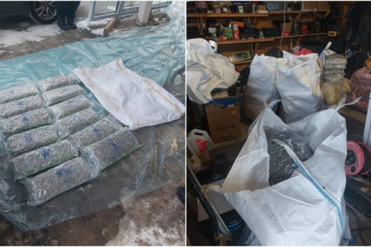 Jonavos r. vyro garaže pareigūnai aptiko įspūdingą kiekį kanapių: gresia ilgi metai kalėjime