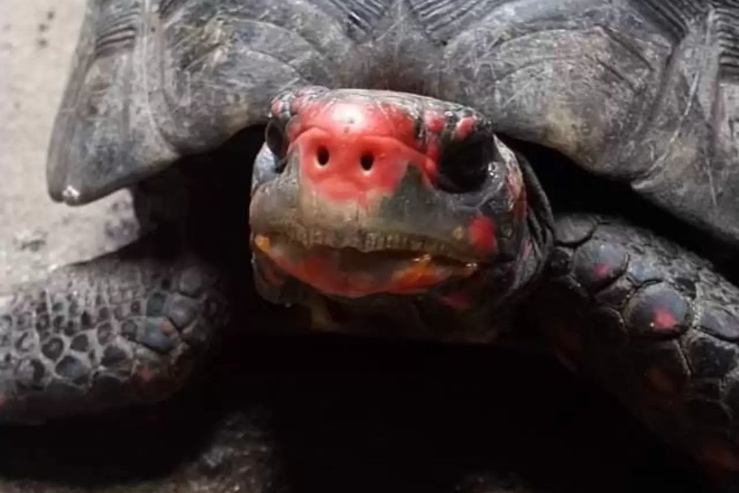 Neįtikėtina istorija: 30 metų pradingęs šeimos naminis gyvūnėlis atsirado ir yra kuo puikiausios formos