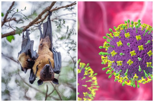 Naujasis pasaulį šiurpinantis Nipos virusas: prasideda nekaltai, o baigiasi smegenų uždegimu