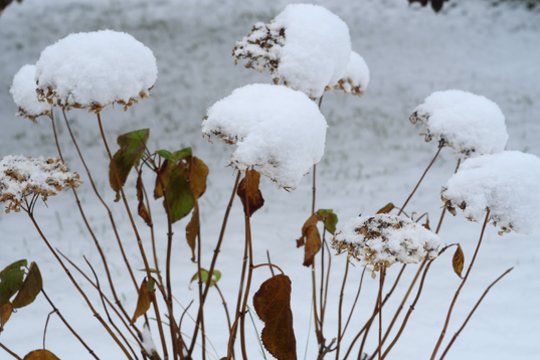 Po kelių dienų smogs šalčiai – dar turite laiko išgelbėti savo hortenzijas