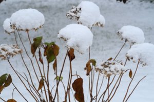 Po kelių dienų smogs šalčiai – dar turite laiko išgelbėti savo hortenzijas
