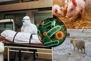 Dėl Nipos viruso protrūkio – VMVT žinia