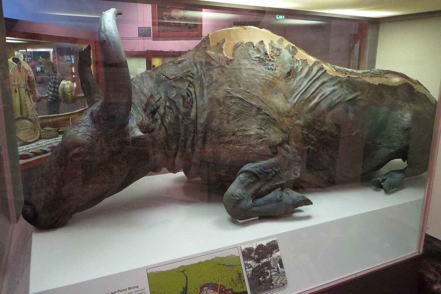 „Mėlynasis Mažulis“ – stepinio stumbro mumija, rasta ir saugoma Aliaskoje.<br> Wikimedia commons