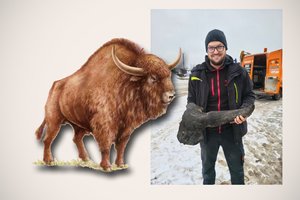 Stepinis stumbras – kas tai per žvėris, kurio kaukolės Lenkijoje suradimas sukėlė tokią sensaciją?