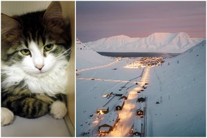 Unikali vieta pasaulyje: čia draudžiama įsivežti kates