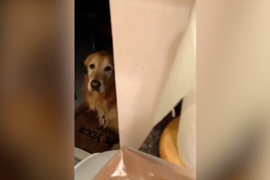 Kartą susitrenkus galvą šuo išsiugdė atsargumą: pamatykite, kokį ritualą atlieka kiekvienąsyk