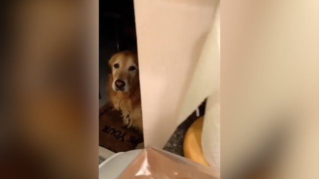 Kartą susitrenkus galvą šuo išsiugdė atsargumą: pamatykite, kokį ritualą atlieka kiekvienąsyk