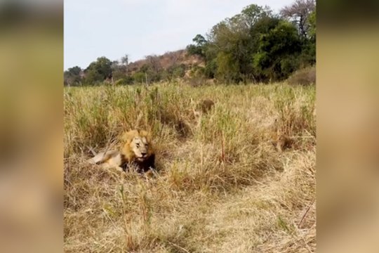 Šis liūtas nesutvertas šeimai: užfiksavo reakciją staiga pasirodžius patelei ir jaunikliams