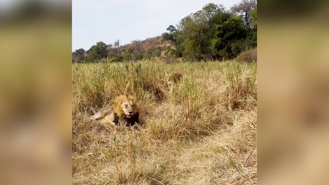 Šis liūtas nesutvertas šeimai: užfiksavo reakciją staiga pasirodžius patelei ir jaunikliams
