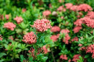 Pavasarį šis krūmas žada tapti tikra sodų sensacija: apie jo grožį ir nereiklumą jau visi kalba 