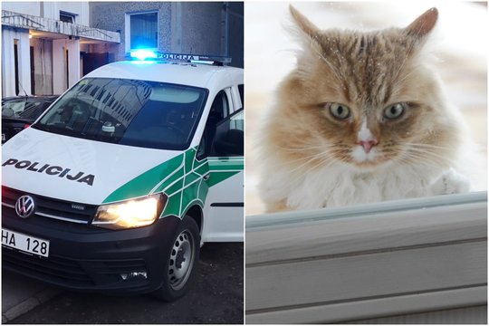 Katė ant 4 aukšto palangės iš lauko pusės įžiebė aštrų ginčą: kauniečiui „įsūdyta“ 900 eurų bauda