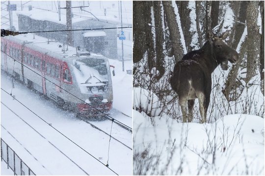 Varėnos r. traukinys susidūrė su briedžiais