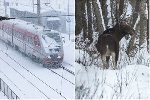 Varėnos r. traukinys susidūrė su briedžiais