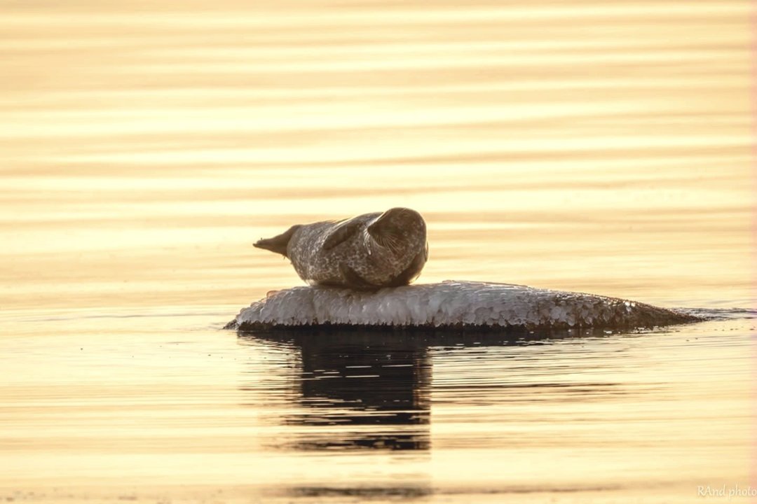 Ant akmens įsitaisęs ruonis priviliojo būrius smalsuolių: pozavo lyg fotomodelis