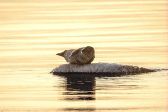 Ant akmens įsitaisęs ruonis priviliojo būrius smalsuolių: pozavo lyg fotomodelis