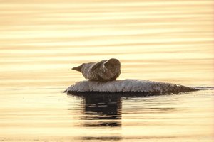 Ant akmens įsitaisęs ruonis priviliojo būrius smalsuolių: pozavo lyg fotomodelis