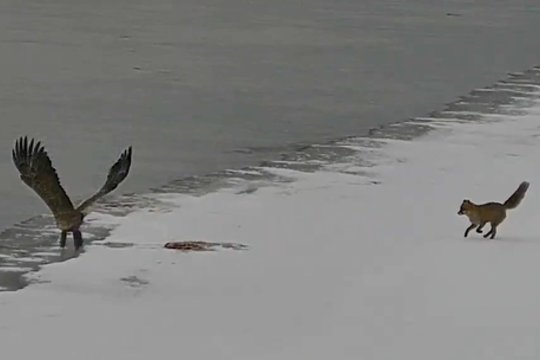 Prigauta pačiame vagystės įkarštyje: VSAT užfiksavo, kaip lapė nuskriaudė jūrinį erelį ir ūdras