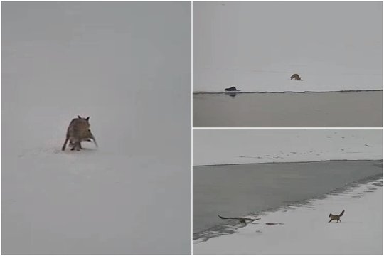 VSAT kamerose – neeilinės pažeidėjos: iš ūdrų ir erelio nugvelbė žuvis