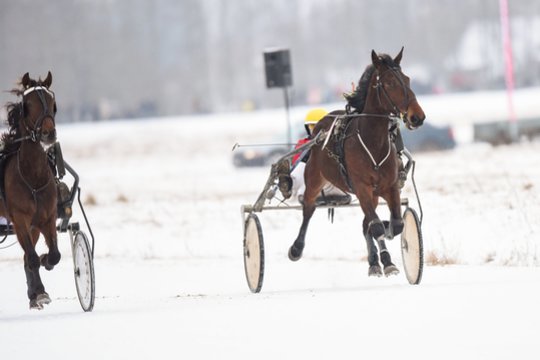 Ristūnai grįžta ant ledo: „Sartai 2026“ lenktynėse šiemet laukiama net 50 tūkst. žiūrovų