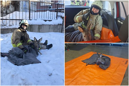 Širdį šildantys vaizdai: tvoroje įstrigusią stirną vadavo ugniagesiai