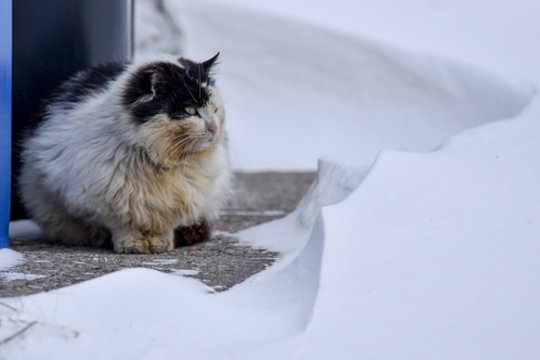 Krentant temperatūrai – tarnybų perspėjimas dėl augintinių