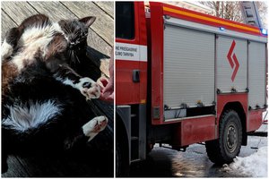 Iš po žemių sklindantis gailus katino kniaukimas Pagėgiuose sukėlė tarnybas ant kojų