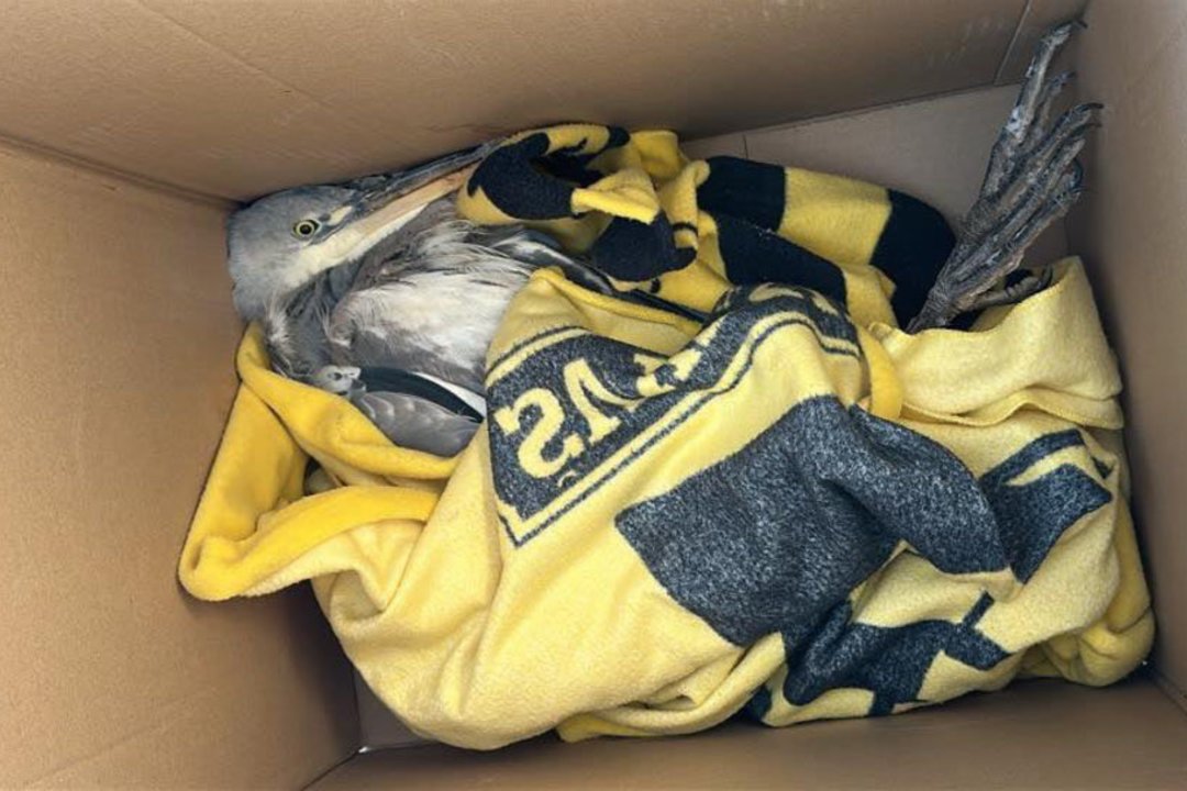 Šaltis jau žudo paukščius, ornitologas prognozuoja masinį jų kritimą