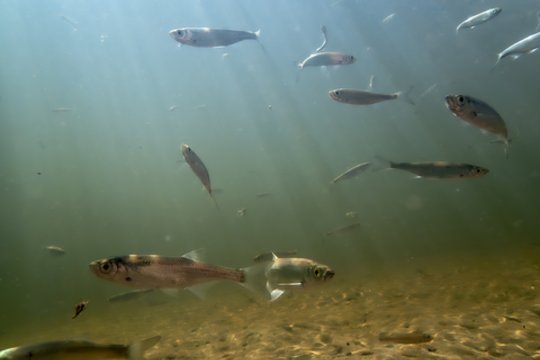 Siūlomas naujas terminas, per kurį hidroelektrinių savininkai turės įrengti žuvų pralaidas