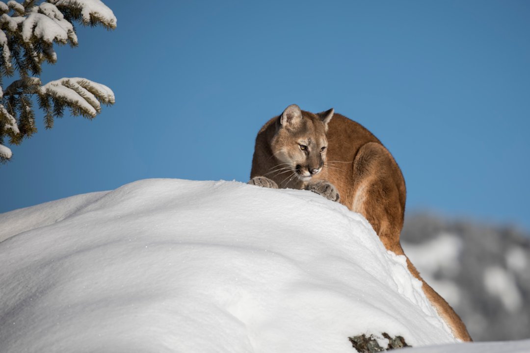 Lenkus ir toliau gąsdina egzotiškas plėšrūnas: mano, kad miške apsigyveno puma
