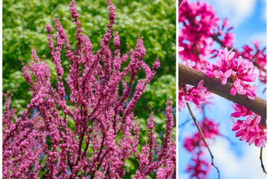 Įsmeigėte šakelę ir pamirškite: šis medis puošia sklypą geriau nei alyvos ir žydi iki rudens