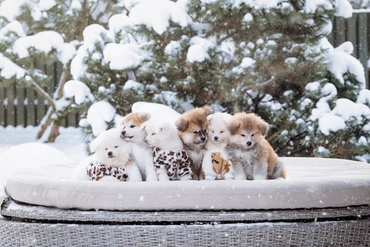 Po Hačiko istorijos – akitų rojus Panevėžio r.: pagarba veislei, charakteriui ir kilmei