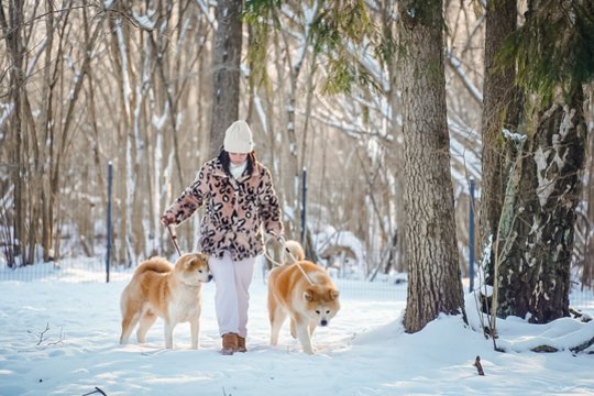 Po Hačiko istorijos – akitų rojus Panevėžio r.: pagarba veislei, charakteriui ir kilmei