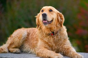 Tyrimai atskleidė, ką šuns veislė pasako apie šeimininkus: pasitikrinkite