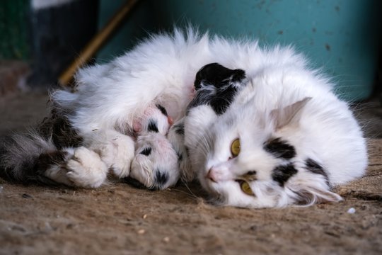 Paaiškino, ar katės atpažįsta savo vaikus: tiesa griauna mitus